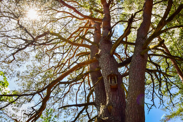 Fototapeta na wymiar Special three stem tree - sightseeing landmark in Lithuania countryside. Kurtuvenai regional park