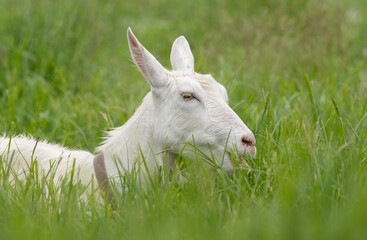 Obraz premium 葉っぱを食べるヤギ