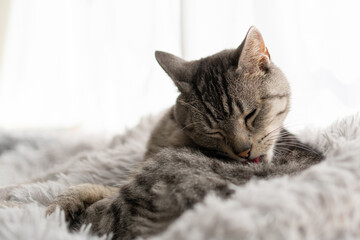 くつろぐ猫　サバトラ猫