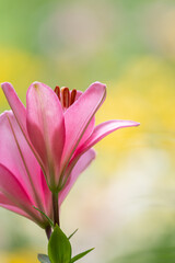 ピンク色の百合の花