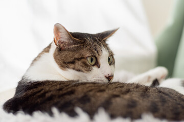 くつろぐ猫　キジトラ白