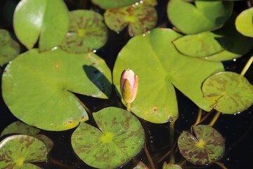 Lotus or water lily flowers, with green leaves in the botanical park
