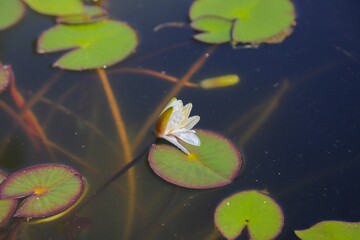 Lotus or water lily flowers, with green leaves in the botanical park