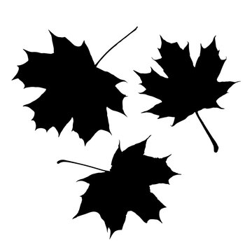 Maple leaf vector icon on white background