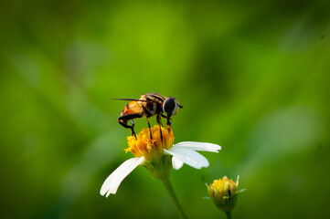 bee on a flower