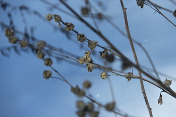 branches against snow