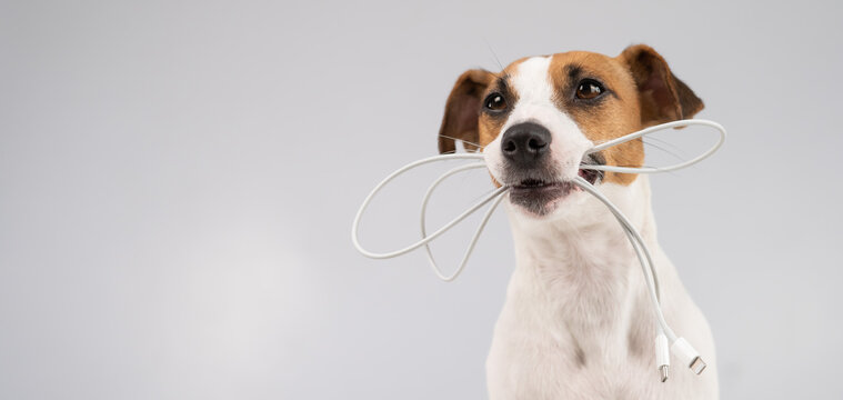 Jack russell terrier dog holding a type c cable in his teeth on a white background. Copy space. 
