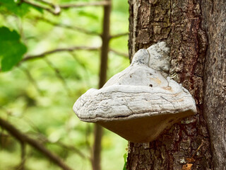Hoof mushroom on a tree in the forest