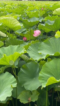 Beautiful field of water lilies in the park, Tokyo Japanese Ueno park, year 2022 July summer scenery