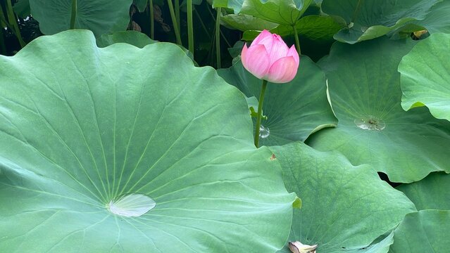 Beautiful pink, waterlily blossom with water collected on the cup of leaf, the blossoms at the buddhist temple pond, Ueno park year 2022 July 19th, Tokyo Japan