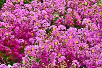 サルスベリの花