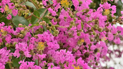 サルスベリの花