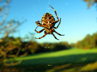 Large cross-spider Araneus hanging in the air on a web close-up against the blue sky and trees,...