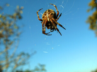 Large cross-spider Araneus hanging in the air on a web close-up against the blue sky and trees, arachnidae	