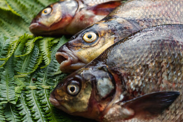 Big fresh bream. Freshly caught river fish. Large tasty fish close-up.