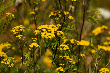 Fototapeta premium Close up of common tansy in meadow.