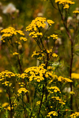 Close up of common tansy in meadow.