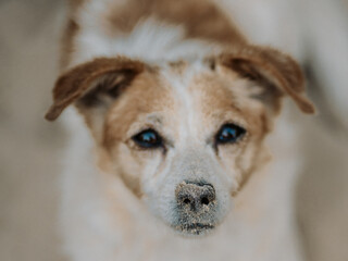 cute little dog in the sand at the beach - Jack Russell Terrier