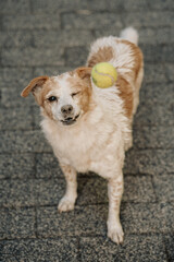 cute dog catching a yellow ball - jack russell terrier