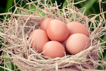 Fresh chicken eggs in a straw basket.Organic farming, animal rights, back to nature