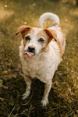 happy cute little dog in the garden - Jack Russell terrier