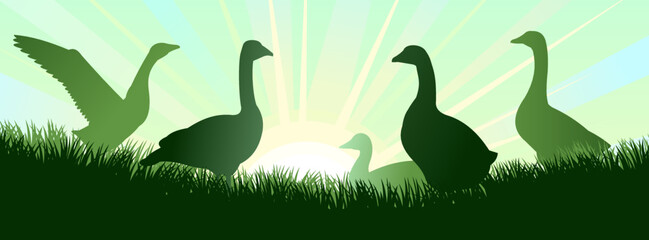Geese grazing. Rural landscape. Morning sky and sun. Pasture on meadow. Scenery silhouette. Agricultural farm bird. Vector