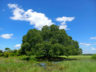 A single old banyan tree in a field under a blue sky