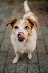 happy cute little dog in the garden - Jack Russell Terrier