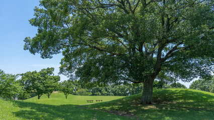 Fototapeta na wymiar 青空と公園の木々｜日本の風景