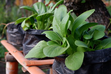 Close-up photo of Brassica Rapa or Pakcoy or Bok Choy better known as green mustard planted in hydroponic pots in a home garden