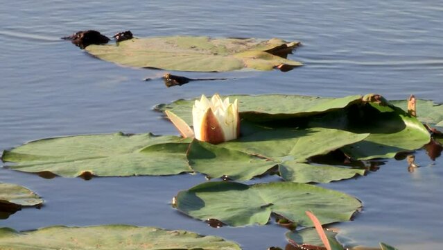 Water lilies with a white flower in the pond, water with splashes.