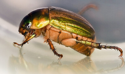 green golden June beetle