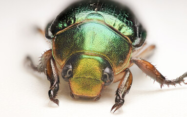 green golden June beetle