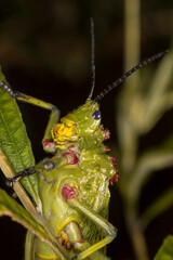 Green milkweed locust