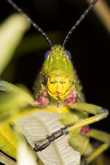Green milkweed locust 