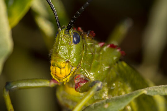 Green Milkweed Locust