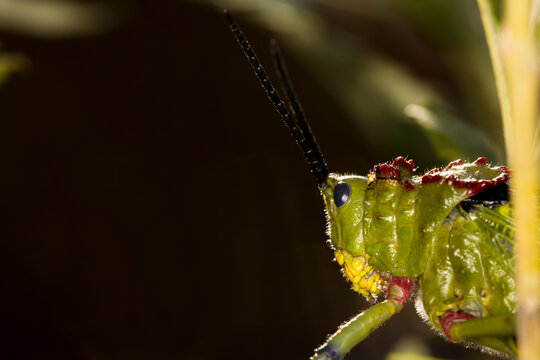 Green Milkweed Locust