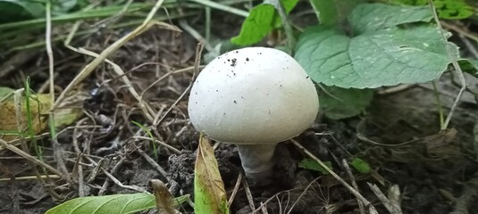 mushroom in the grass