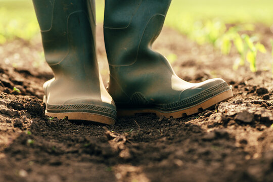 Close up of farmer in rubber boots standing in the corn sprout field