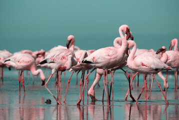 Wild african birds. Group birds of pink  flamingos  walking around the blue lagoon on a sunny day