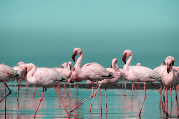 Wild african life.  Flock of pink african flamingos  walking around the blue lagoon on the background of bright sky