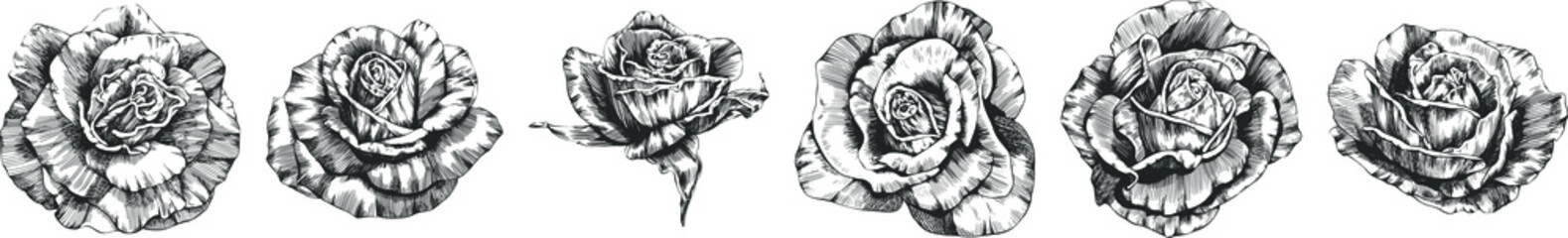 Rose flowers outline vector. Hand drawn.
