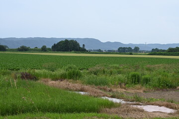 Fototapeta premium 田園風景