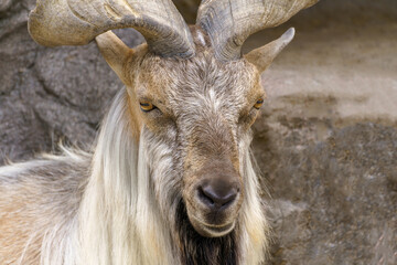 Wild goat on the rock. Herbivore in nature.