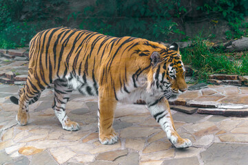 Fototapeta na wymiar Beautiful striped predatory tiger. Wildlife world.