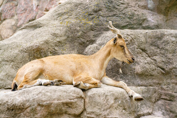 Wild goat on the rock. Herbivore in nature.