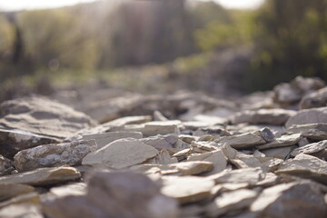  nature, leaf, stone, forest, leaves, closeup
