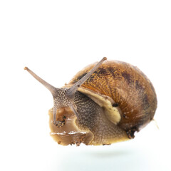 Snail isolated over white