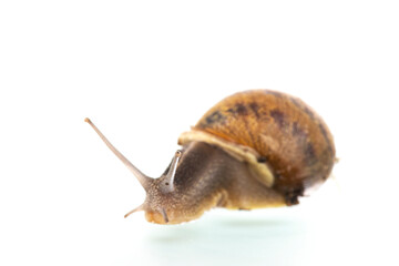 Snail isolated over white