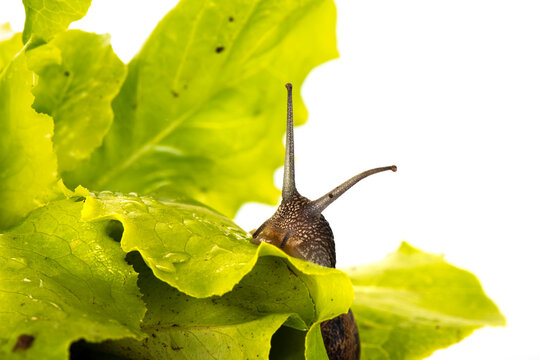 Snail in the salad isolated over white background